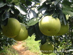 平和縣語(yǔ)欣園果業(yè)——優(yōu)質(zhì)生鮮水果產(chǎn)品與代理代辦服務(wù)指南